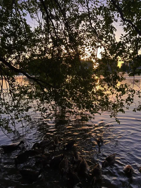📍The 20-Minute Park Effect Before Sunset