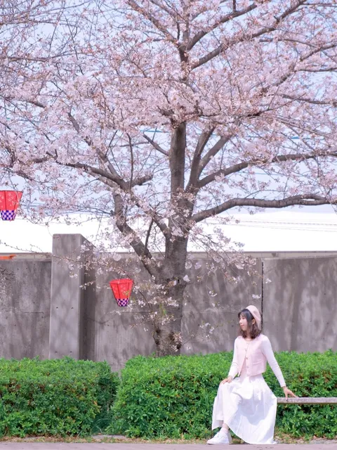 Osaka Cherry Blossoms in Full Bloom 🌸