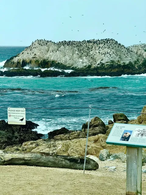 🌊 The Legendary 17-Mile Drive | Ultimate Guide to California's Most E