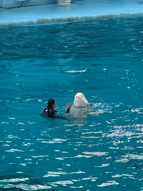 🐬 Yokohama Hakkeijima Sea Paradise Guide(3)