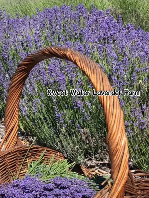 🇺🇸 Around Sacramento｜Best Lavender Fields to Visit This Summer ✨
