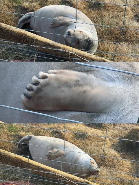 Seal Watching in Edinburgh 🦭 | How Did I Only Just Learn About This?!