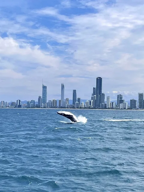 Whale watching in the Gold Coast