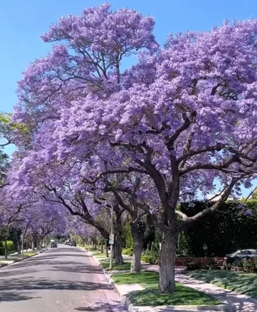 💜 May-June Exclusive | Los Angeles Enters a Jacaranda Purple Dream