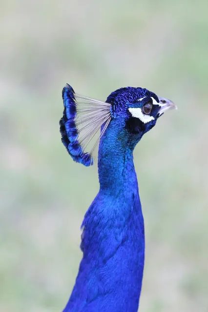 🌿 Free Peacock Spotting in LA (Kid-Friendly Guide) 🌿