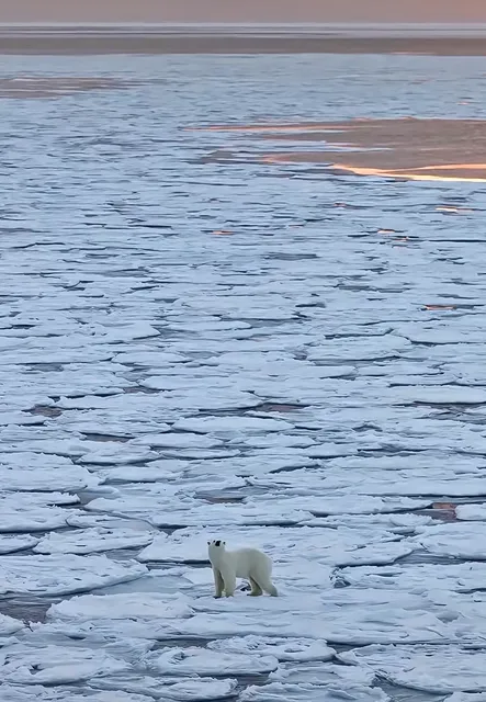 he Only Place Where Belugas & Polar Bears Share the Spotlight!