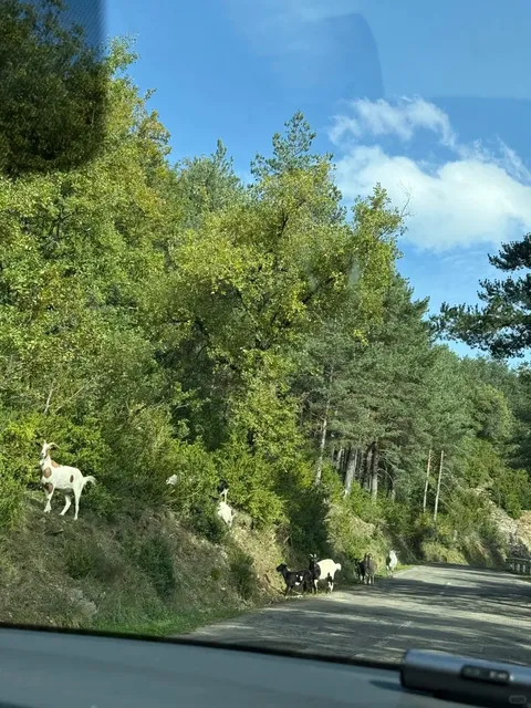 🇪🇸 Huesca | Selva de Oza Hike with My Dog 🍂🐶