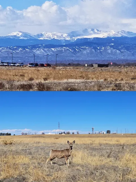Denver Urban Wilderness Surprise! Wildlife in the City?! 🦌🏙️ 