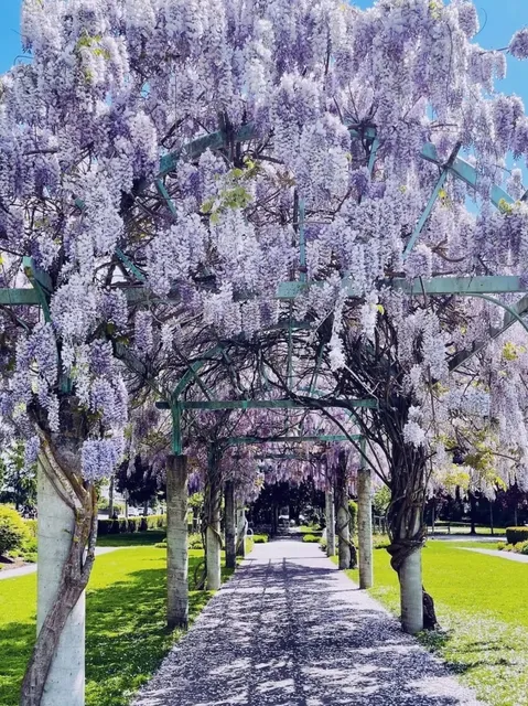 ​​🌸 Vancouver's Dreamy Wisteria Wonderland at Fleetwood Park 🌿​​