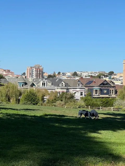 Alamo Square, San Francisco 🌳🐕
