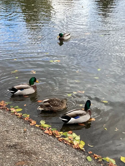 Enjoying Eugene’s Most Beautiful Autumn Before the Rainy Season 🍂