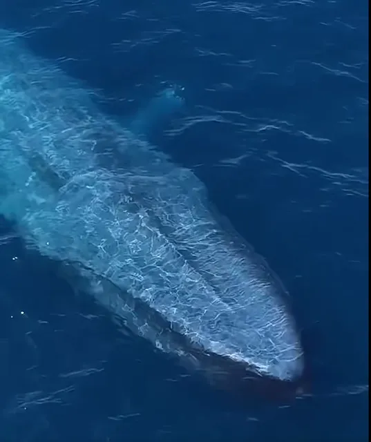 A little tips about  whale watching in  Sri lanka