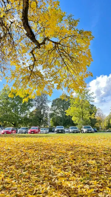 Trout Lake in Autumn: A Golden Dream 🍁✨