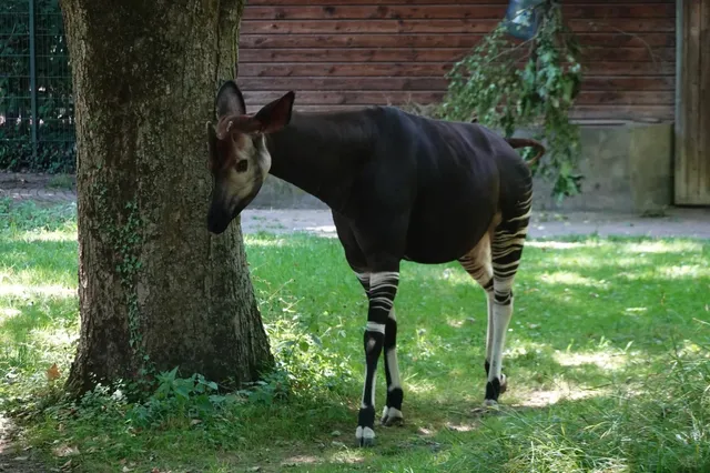 Cologne Zoo: A Wild (But Sweaty!) Adventure 🦁☀️💦