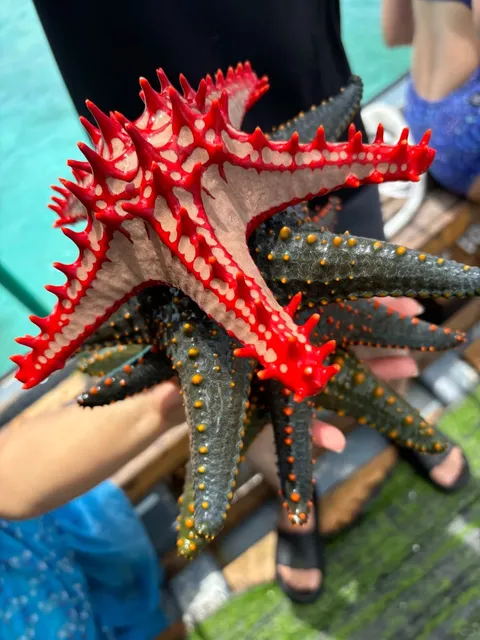 🇹🇿 Zanzibar Island Ultimate Travel Guide: Transport & Water Activiti