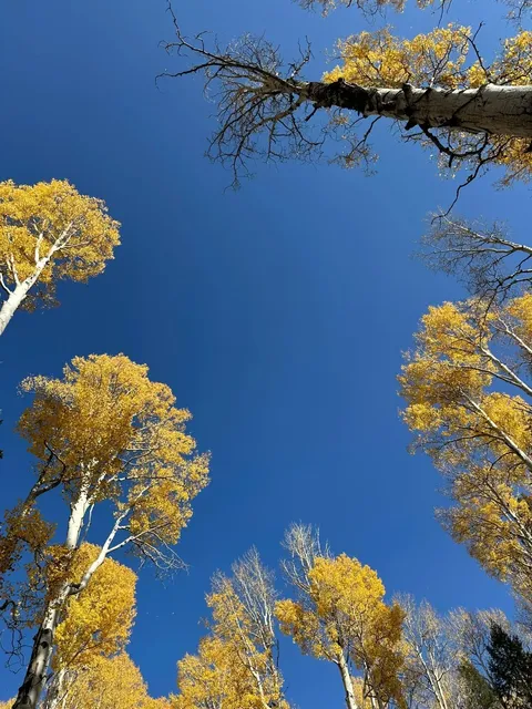Arizona Fall Escape 🍂 | This Year’s Hot Spot is Aspen Nature Loop!