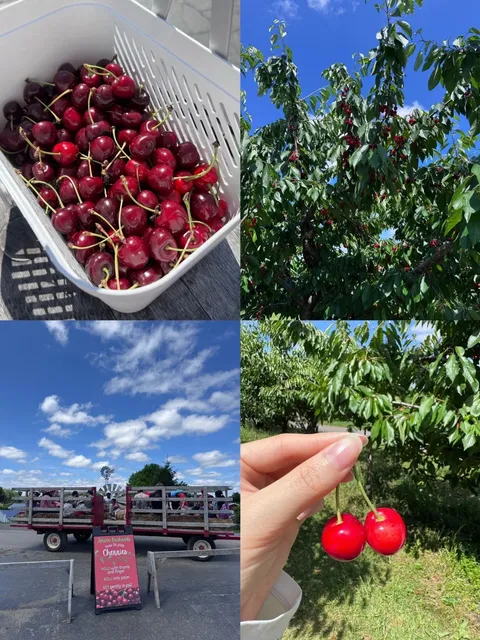 🇺🇸 Ann Arbor Weekend Date Idea | Cherry Picking 🍒