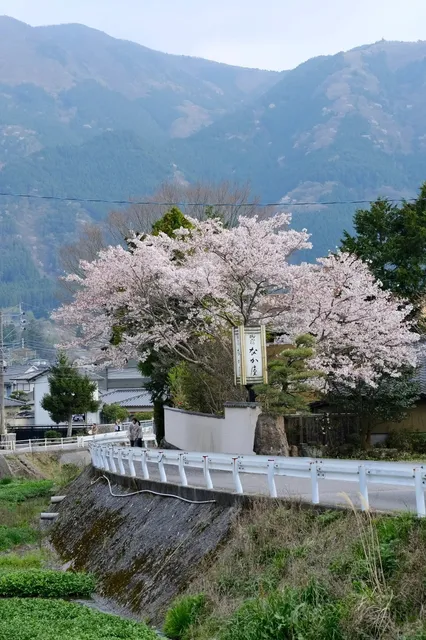  A Heartfelt Recommendation: Visit Yufuin Before Leaving Kyushu, Japan