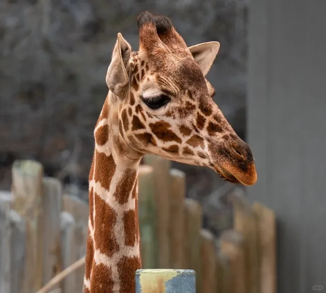 🦒 Hogle Zoo: Salt Lake City’s Kid-Magic Kingdom 🎠