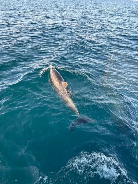 Newport Day Trip｜Whales🐋 Sunset🌅 Ferris Wheel🎡  
