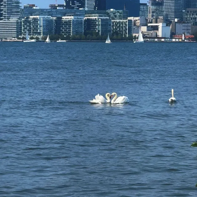 Centre Island | Toronto's Lakeside Escape 🌊✨  