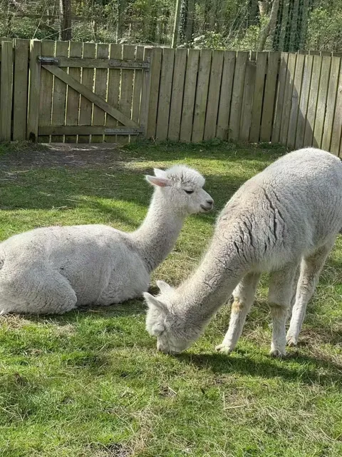 🇬🇧 Must-Visit for Newcastle Students! FREE Forest + Alpaca Park 🌿🦙