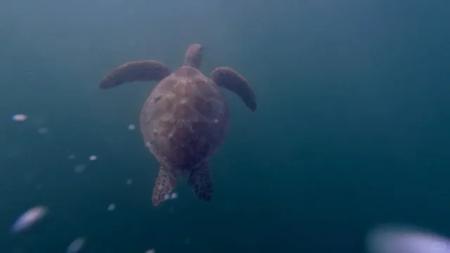 O‘ahu No-Car Bible 