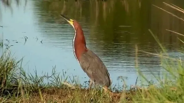 Adventure Guide to Pantanal Matogrossense National Park(part 2 )
