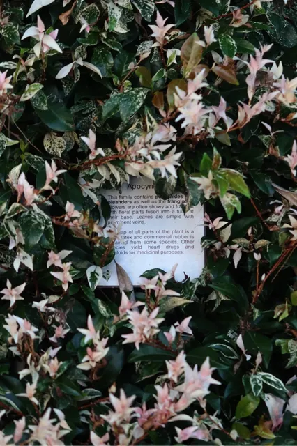 Brisbane Botanic Gardens That Are Simply Divine 🌳​