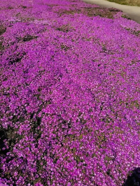 Pink Cliffs Scenery at Perkins Park 🌸🌊