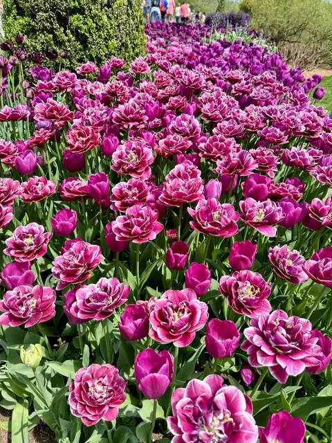 🌺🌳 Longwood Gardens: America’s Floral Fantasyland 🎇✨