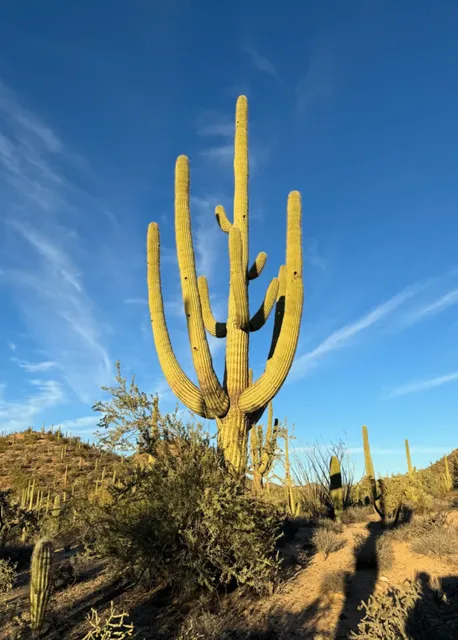  American National Parks | Saguaro