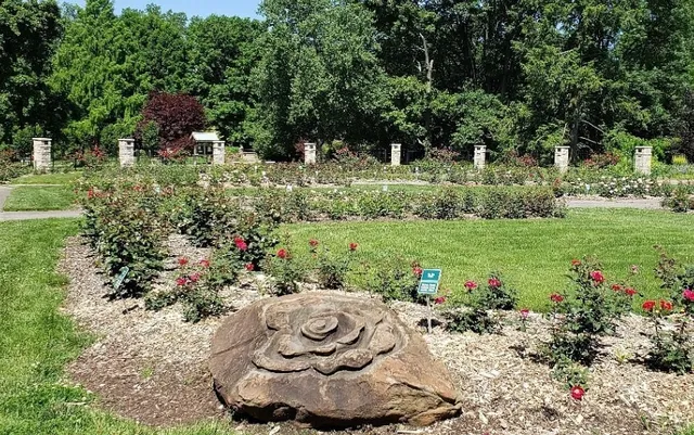 Whetstone Park: An Evening Stroll Through the Rose Garden