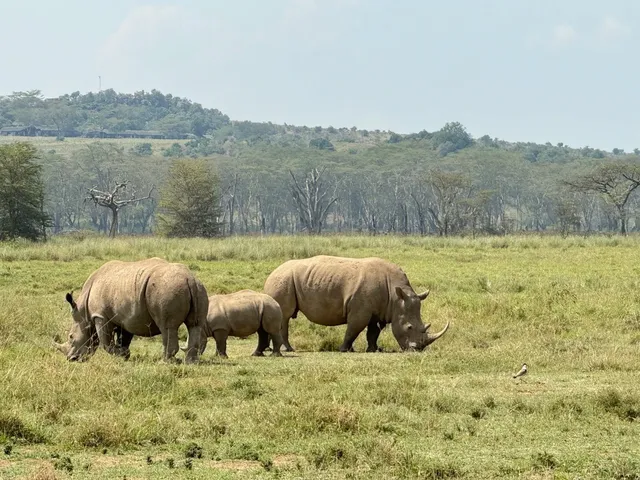 🇰🇪 Lake Elementaita & Nakuru: A Flamingo Paradise! 🌅🦩