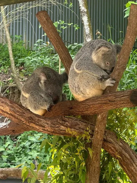 🇦🇺 I Got to Hold a Koala for 1 Minute in Cairns! 🐨