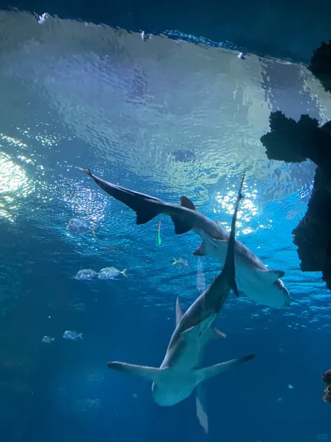 🦈🌊AQUATIC WONDERLAND INSIDE A HOTEL?! 