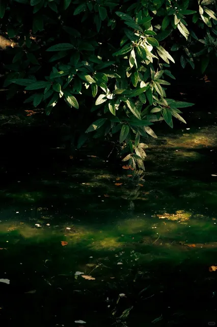 🌿 Victoria Park – A Walk Up the Waterfall Trail 🏞️