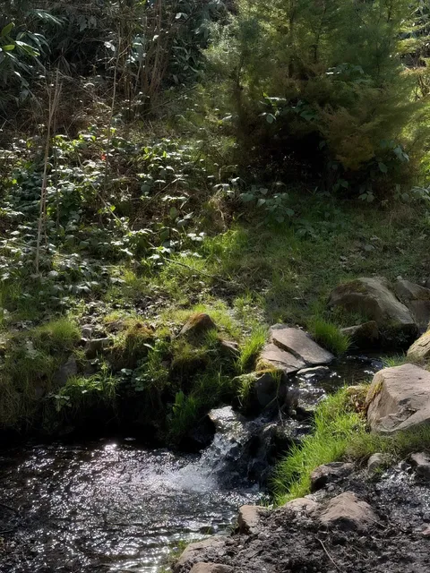 🇬🇧 Birmingham’s Best Hikes: Chase the Wind at Lickey Hills! 🌲🥾