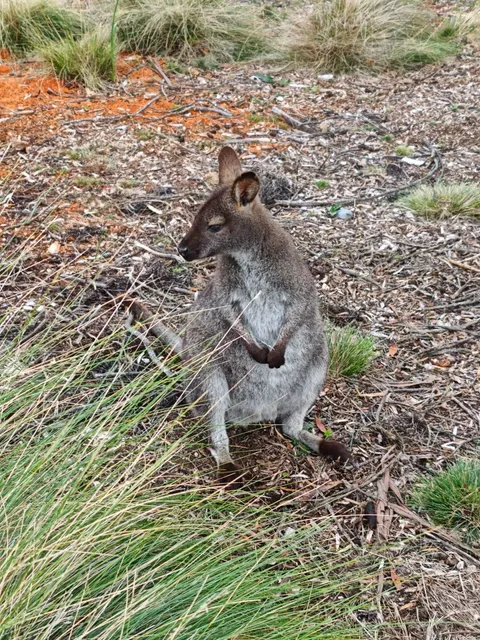 🇦🇺 Tasmania Winter Wonderland Itinerary ❄️