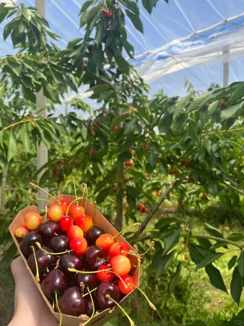 🇬🇧 Cherry Picking Near London! 🍒 A Sweet Day Out