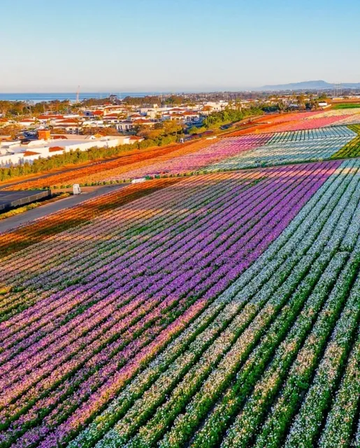 Spring Exclusive | San Diego's The Flower Fields
