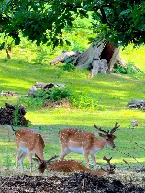 🇬🇧 Forget Nara! London's Secret Deer Paradise Just 30 Mins Away! 🦌✨