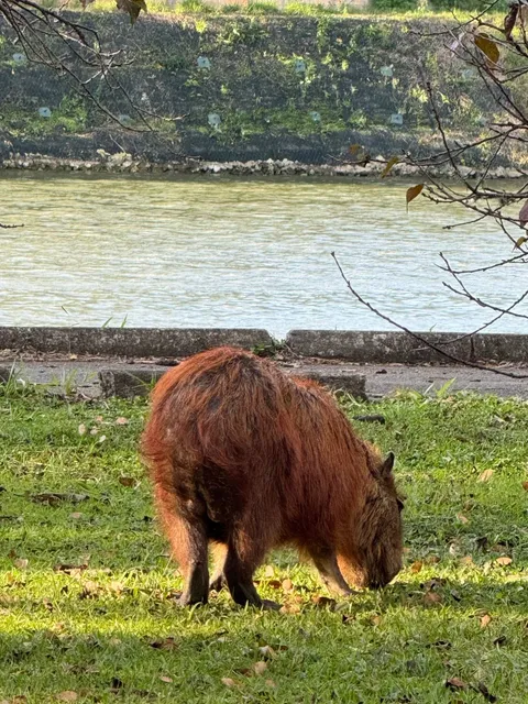 🇧🇷 PSA: Skip USP for Capybaras! (Unless You're a Student)