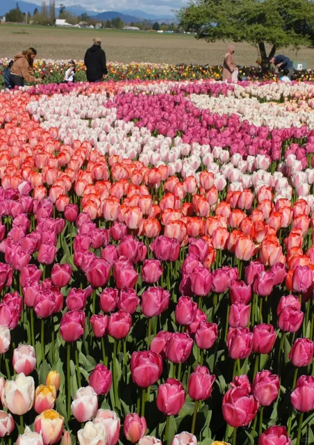 Skagit Tulips 🌷 | Washington and the flowers shine on a sunny day