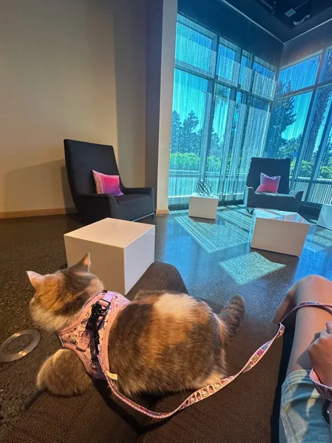 📍 Aloft Cupertino – The Ultimate Pet-Friendly Hotel! 