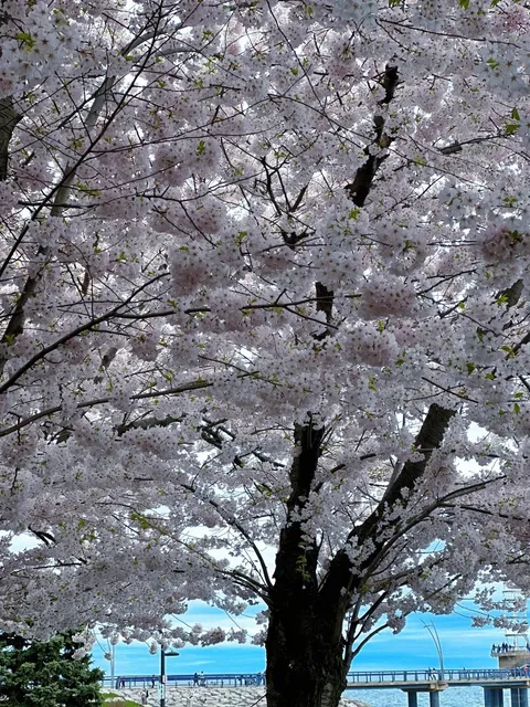 🌸 Hamilton Doors Open + Sakura Season!