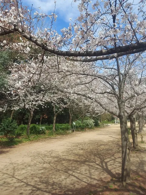 Osaka's Umeda Park Cherry Blossoms in Full Bloom 🌸