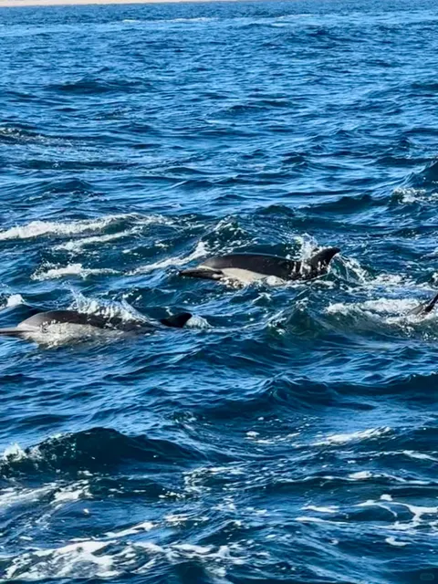 🌊 Kid-Friendly Whale Watching Guide | Complete Newport Beach Whale Wa