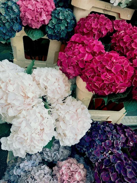 🇩🇪 Düsseldorf: A Germanic Ukiyo-e in a Bowl of Matcha 🍵✨