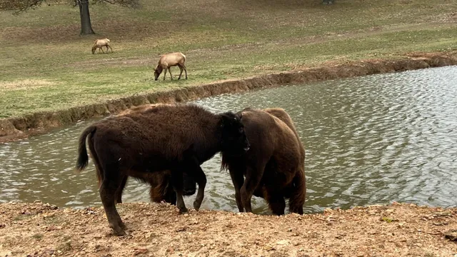 🇺🇸 Missouri’s Branson is So Much Fun! 🌳🎣